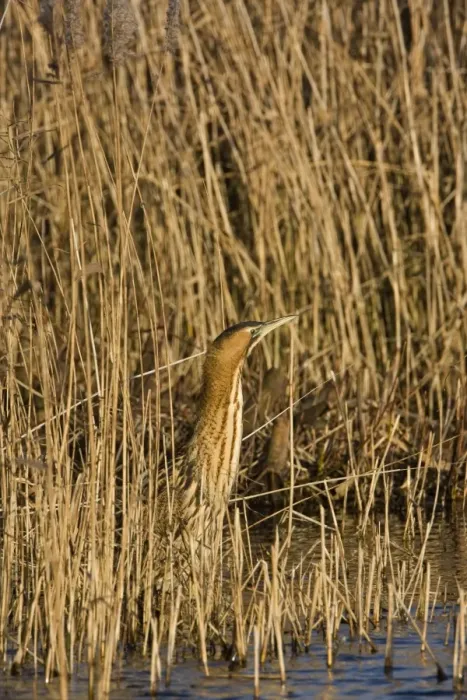 Framed Print : Bittern - Standing with neck up on reed edge - December- Norfolk UK Framed Print : Bittern - Standing with neck up on reed edge - December- Norfolk UK
