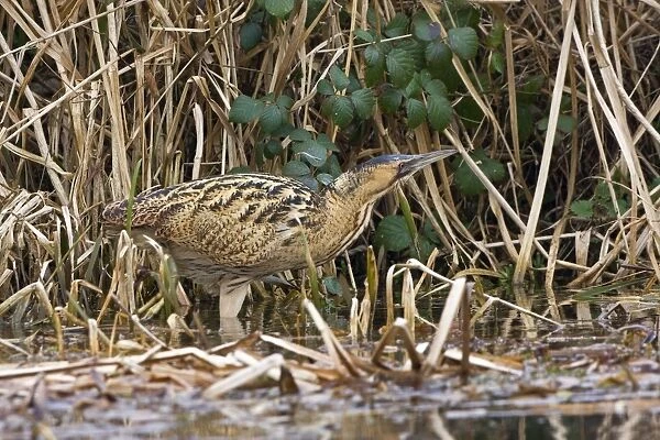 Bittern - Walking along water edge with reeds and bramble background. Norfolk UK