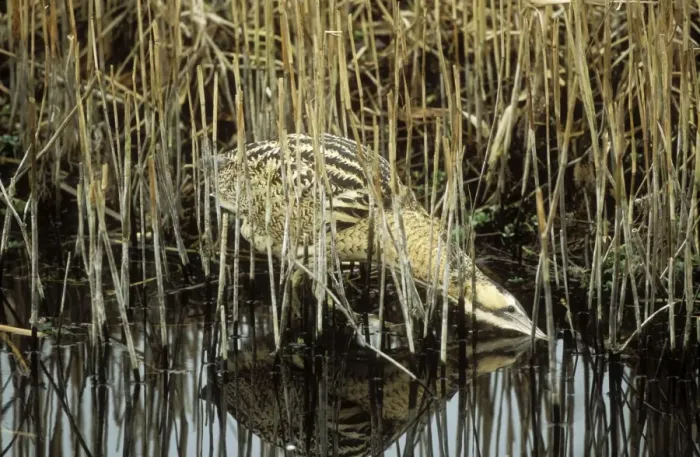 Framed Print : Bittern In water & reeds Framed Print : Bittern In water & reeds