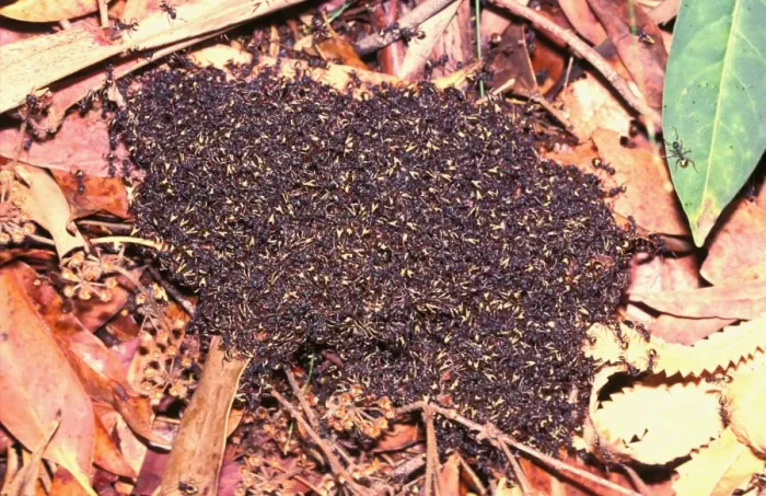 Framed Print : Bivouac or Dolly ants - Nesting in soil or in trees, these ants forage in columns Framed Print : Bivouac or Dolly ants - Nesting in soil or in trees, these ants forage in columns