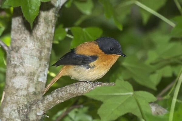 Black-and-orange  /  Black and Rufous Flycatcher Inhabits evergreen forests and moist thickets in ravines. Endemic to the Western Ghats Photographed in Ootacamund Botanic Gardens, Nilgiri Hills, Western Ghats, South India, Asia