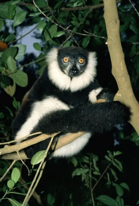 Framed Print : Black-and-white Ruffed Lemur Framed Print : Black-and-white Ruffed Lemur