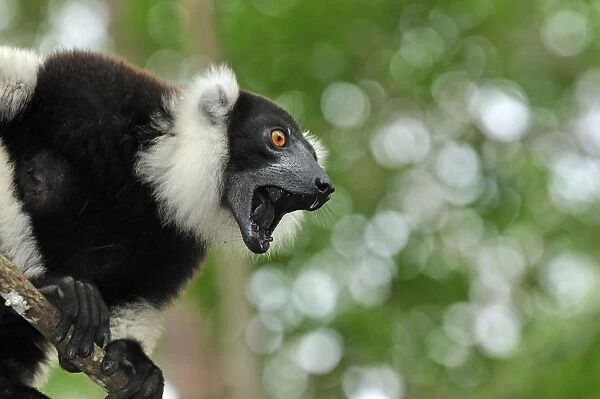 Black-and-white Ruffed Lemur - calling - Toamasina  /  Tamatave - Eastern Madagascar