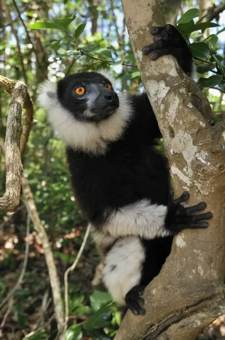 Framed Print : Black-and-white Ruffed Lemur - Toamasina / Tamatave - Eastern Madagascar Framed Print : Black-and-white Ruffed Lemur - Toamasina / Tamatave - Eastern Madagascar