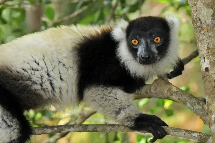 Framed Print : Black-and-white Ruffed Lemur - Toamasina / Tamatave - Eastern Madagascar Framed Print : Black-and-white Ruffed Lemur - Toamasina / Tamatave - Eastern Madagascar