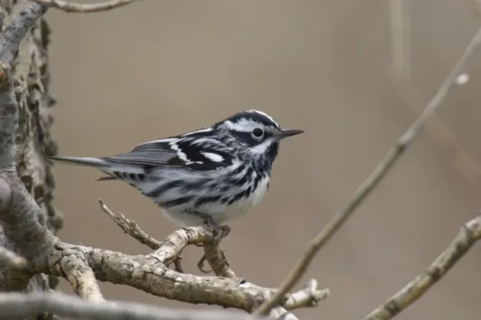 Framed Print : Black-and-white Warbler - Male perched on branch, Spring. Point Pelee, Ontario, Canada _TPL5988 Framed Print : Black-and-white Warbler - Male perched on branch, Spring. Point Pelee, Ontario, Canada _TPL5988
