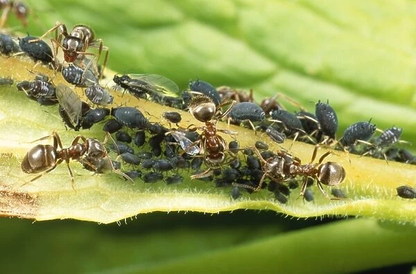 Black Ant Tending black aphids, UK