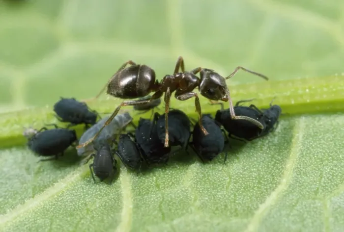 Framed Print : Black Ant - tending black bean aphids Framed Print : Black Ant - tending black bean aphids