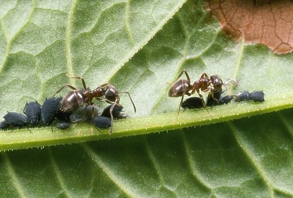 Black Ant - tending black bean aphids - UK