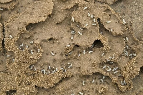 Black Ants - with larvae at nest