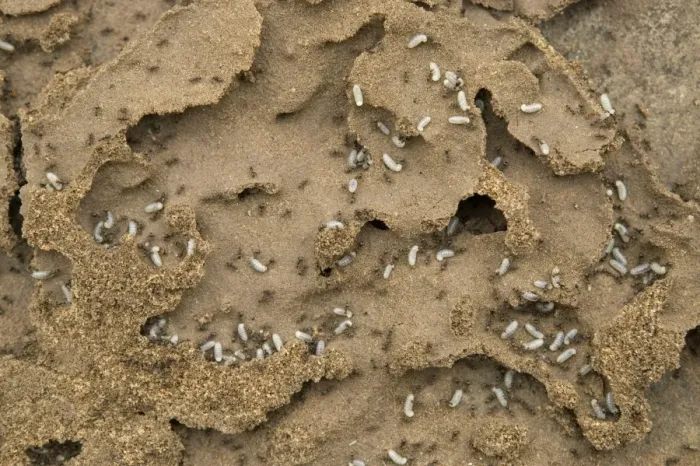 Framed Print : Black Ants - with larvae at nest Framed Print : Black Ants - with larvae at nest
