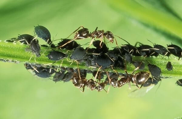 Black Ants Tending black aphids, UK
