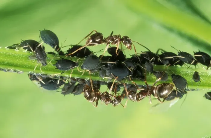 Framed Print : Black Ants Tending black aphids, UK