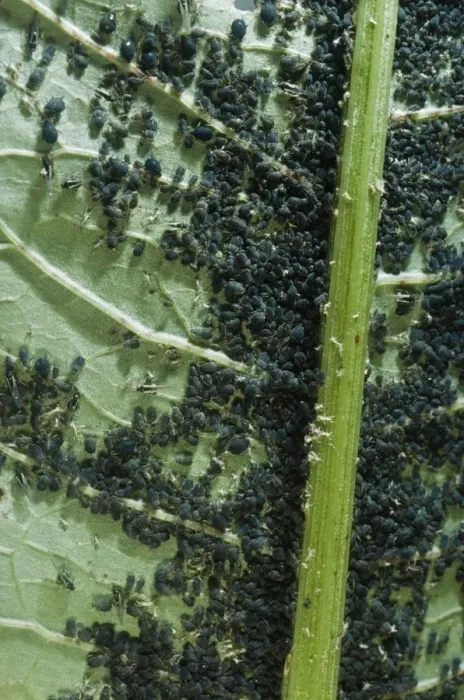 Framed Print : Black Aphid Colony - on great water dock Framed Print : Black Aphid Colony - on great water dock
