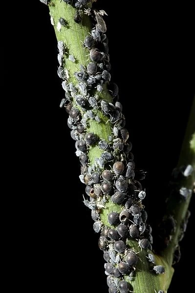 Black Aphid - colony - Provence - France