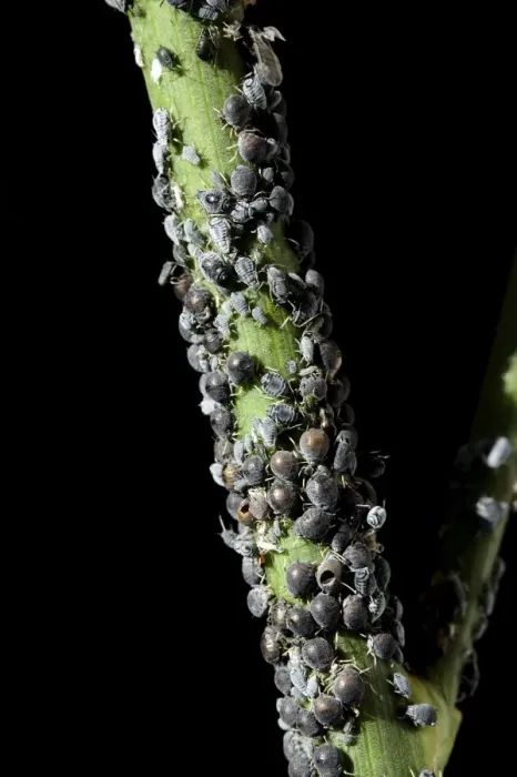 Framed Print : Black Aphid - colony - Provence - France Framed Print : Black Aphid - colony - Provence - France