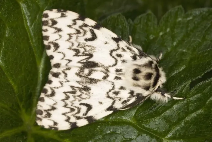 Framed Print : Black Arches (Lymantria dispar), Dorset Framed Print : Black Arches (Lymantria dispar), Dorset