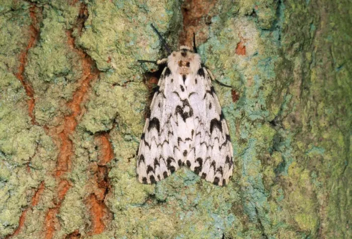 Framed Print : Black Arches Moth - on Oak tree UK Framed Print : Black Arches Moth - on Oak tree UK