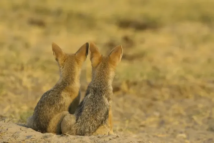 Framed Print : Black-backed Jackal - 2 puppies at the entrance of their burrow. Chobe National Park, Botswana Framed Print : Black-backed Jackal - 2 puppies at the entrance of their burrow. Chobe National Park, Botswana