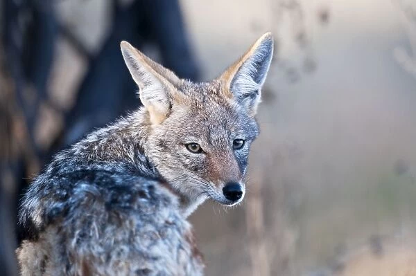 Black-backed jackal - close up of head looking over shoulder at camera - Etosha National Park - Namibia
