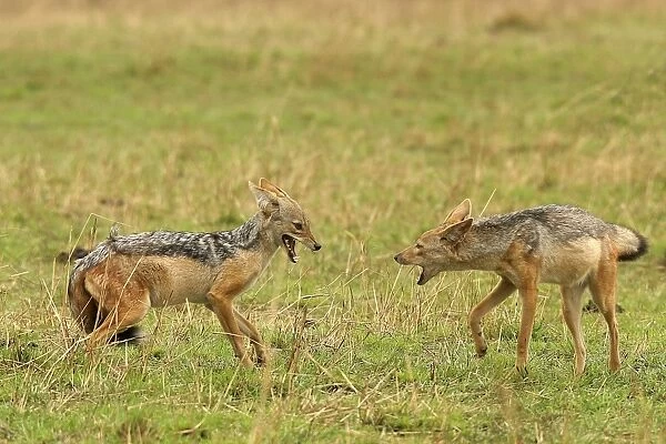Black-backed Jackal Two in confrontation Maasai Mara, Africa