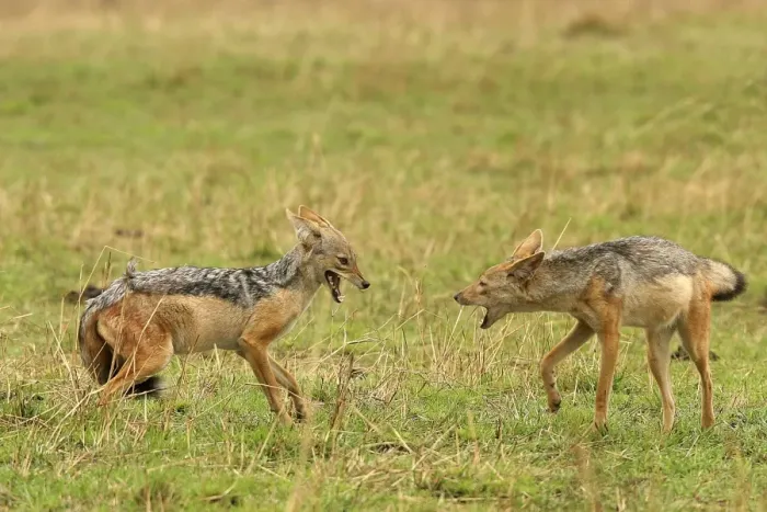 Framed Print : Black-backed Jackal Two in confrontation Maasai Mara, Africa Framed Print : Black-backed Jackal Two in confrontation Maasai Mara, Africa