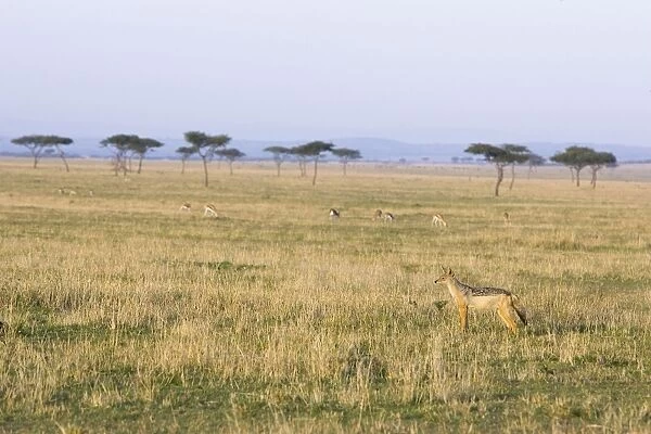 Black-backed Jackal - on the hunt. Maasai Mara Triangle - Kenya