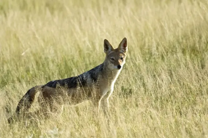 Framed Print : Black-backed Jackal - In long grass - Kalahari - Botswana Framed Print : Black-backed Jackal - In long grass - Kalahari - Botswana
