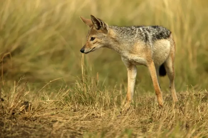 Framed Print : Black-backed Jackal Maasai Mara, Africa Framed Print : Black-backed Jackal Maasai Mara, Africa