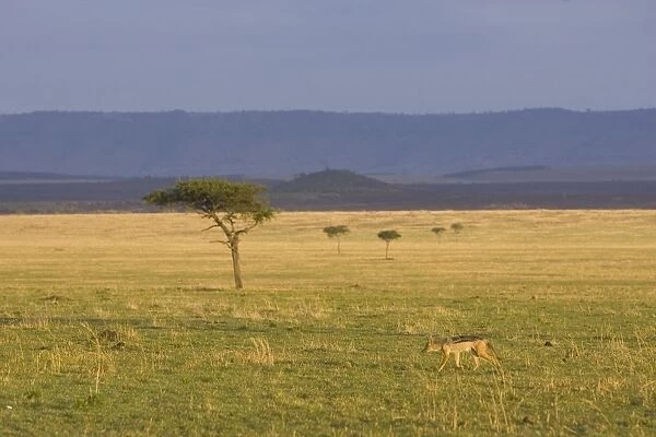 Black-backed Jackal. Maasai Mara Triangle - Kenya