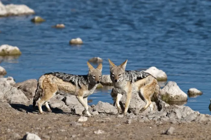 Framed Print : Black-backed Jackal - pair standing with water hole behind - Etosha National Park - Namibia Framed Print : Black-backed Jackal - pair standing with water hole behind - Etosha National Park - Namibia