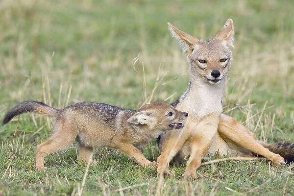 Black-backed Jackal - With playful 6 week old pup(s) in submissive posture. Maasai Mara Triangle - Kenya