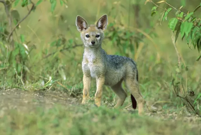 Framed Print : Black-backed Jackal - pup outside den - Masai Mara National Reserve - Kenya JFL13973 Framed Print : Black-backed Jackal - pup outside den - Masai Mara National Reserve - Kenya JFL13973