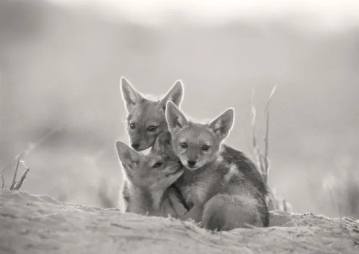 Framed Print : Black-backed Jackal - pups waiting at den. Moremi, Botswana Framed Print : Black-backed Jackal - pups waiting at den. Moremi, Botswana