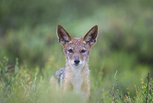 Black-backed Jackal - in the rain - during the rainy