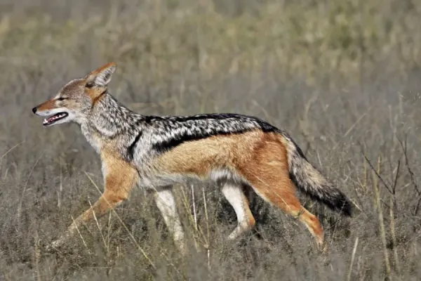 Black Backed Jakal Art Prints, Posters & Puzzles