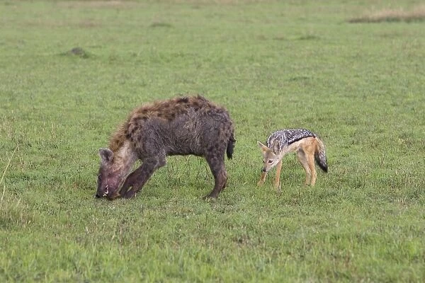 Black-backed Jackal - Scavenging, trying to steal meat from Spotted Hyena. Maasai Mara Triangle - Kenya