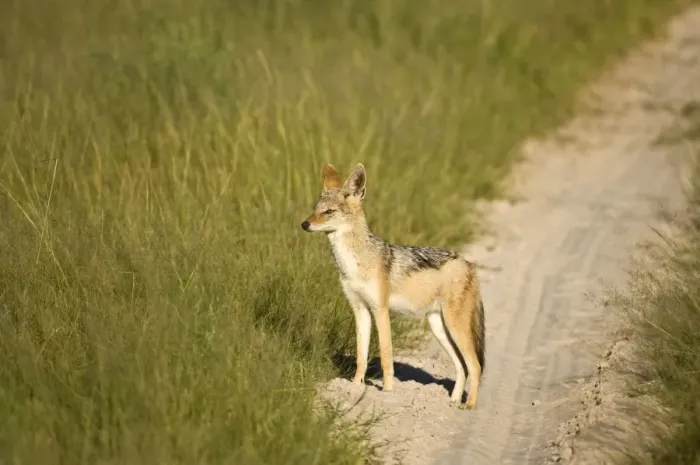 Framed Print : Black-backed Jackal - Standing at side of track - Okavango - Botswana Framed Print : Black-backed Jackal - Standing at side of track - Okavango - Botswana