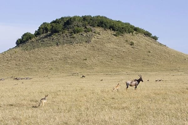 Black-backed Jackal - Watching Topi with young calf. Maasai Mara Triangle - Kenya