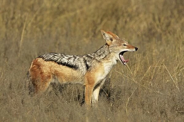 Black-backed jackal yawning, Savuti, Botswana