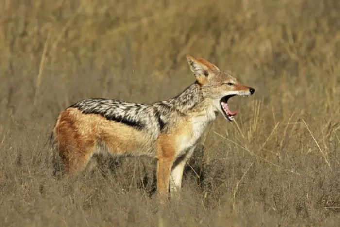 Framed Print : Black-backed jackal yawning, Savuti, Botswana Framed Print : Black-backed jackal yawning, Savuti, Botswana