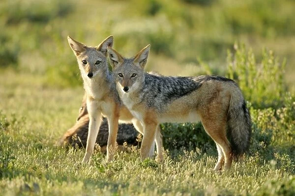 Black-backed Jackal two young ones standing in savanna Etosha National Park, Nambia, Africa
