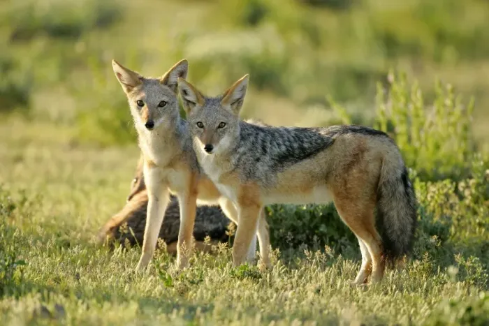 Framed Print : Black-backed Jackal two young ones standing in savanna Etosha National Park, Nambia, Africa Framed Print : Black-backed Jackal two young ones standing in savanna Etosha National Park, Nambia, Africa