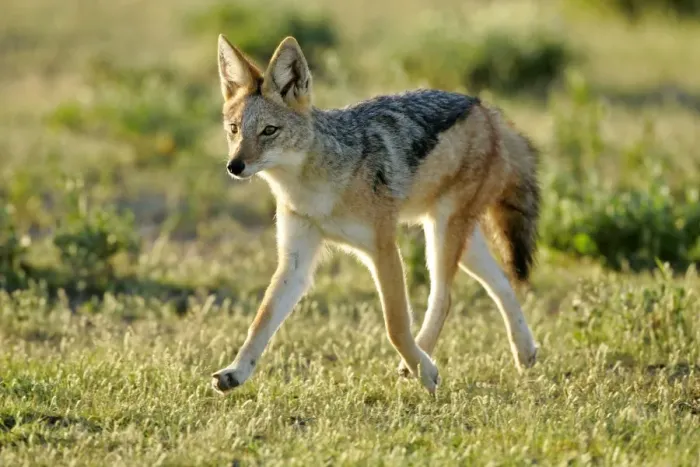 Framed Print : Black-backed Jackal young one strolling through savanna Etosha National Park, Namibia, Africa Framed Print : Black-backed Jackal young one strolling through savanna Etosha National Park, Namibia, Africa