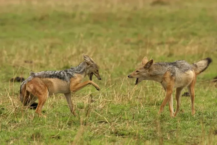 Framed Print : Black-backed Jackals Two in confrontation Maasai Mara, Africa
