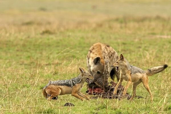 Black-backed Jackals - Two fighting with Spotted
