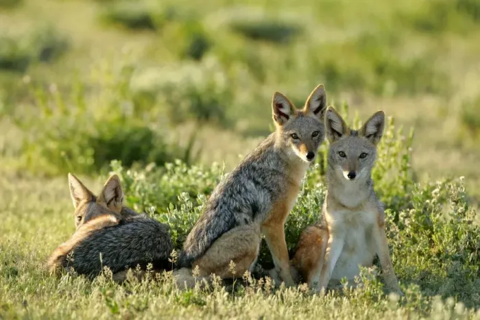 Framed Print : Black-backed Jackals three young ones resting in savanna Etosha National Park, Namibia, Africa Framed Print : Black-backed Jackals three young ones resting in savanna Etosha National Park, Namibia, Africa