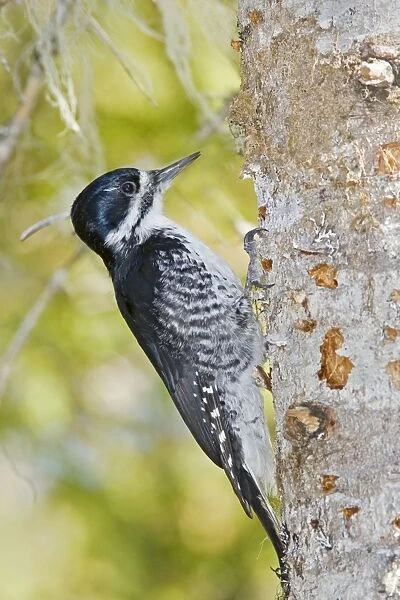 Black-backed Woodpecker - Female on side of tree - Maine in May - USA