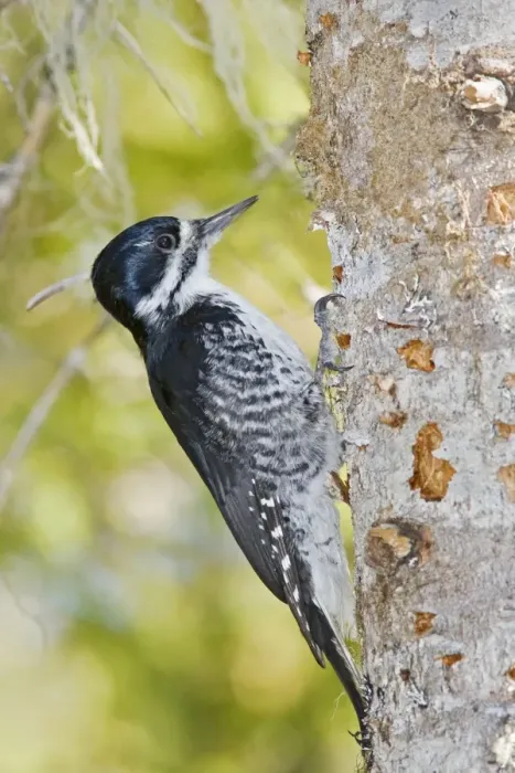 Framed Print : Black-backed Woodpecker - Female on side of tree - Maine in May - USA