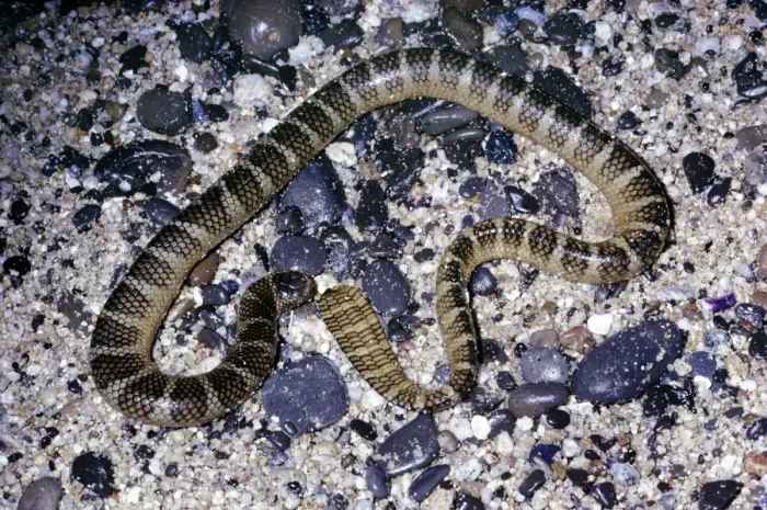 Framed Print : Black-banded sea krait Framed Print : Black-banded sea krait